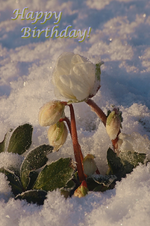 Christrose.webp