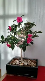 IMG_20180102_091322583_HDR.webp