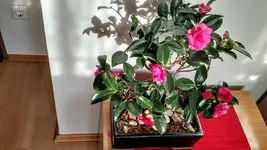 IMG_20180102_091225427_HDR.webp