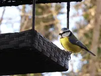 P1020103.webp