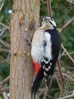 P1020157.webp