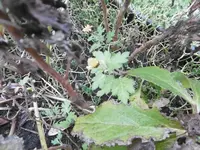 P1020237.webp