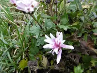 P1020233.webp