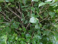 P1020248.webp