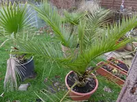 P1020246.webp