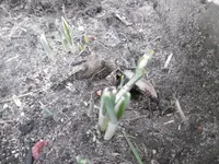 P1020249.webp