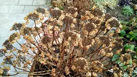 IMG_20180106_104037262.jpg