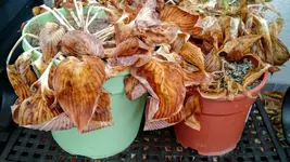 IMG_20180106_084307382.webp