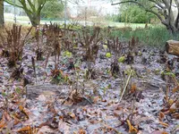 P1080497Trichterfarn.webp