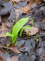 P1080495Bärlauch.webp