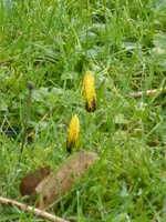 P1080490Vorfrühlingskrokus.jpg