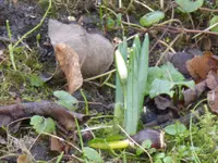 P1080487Schneeglöckchen.jpg