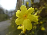 P1080515Winterjasmin.webp