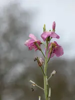 P1080510Levkoje.webp