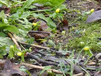P1080504Winterlinge.jpg