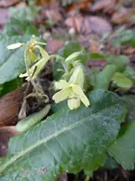 P1080533hohe Schlüsselblume.webp