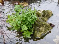 P1080530Brunnenkresse.webp