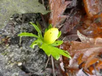 P1080528Winterling.webp