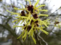 P1080545Zaubernuss.webp