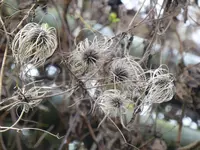 P1080543Waldrebe.webp