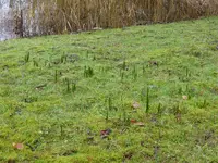 P1080540Narcisse.webp