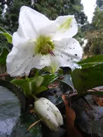 P1080536Christrose.webp