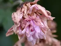 Herbstchryssi.webp