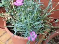 c028.webp