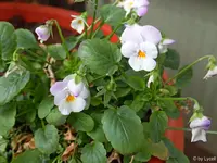 c029.webp