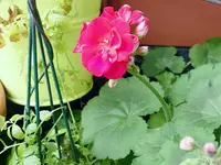 c030.webp