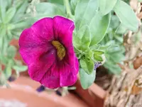 c031.webp