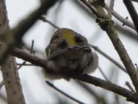 P1020331.webp