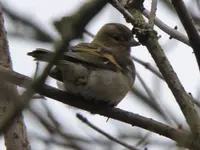 P1020339.webp
