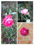 collage-1514376070948.jpg