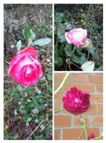 collage-1514376070948.webp
