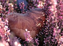 Winterheide_Herz_heart_lila_still life1_900.webp