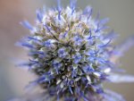 Edeldistel2.jpg