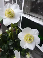 P1120770.webp
