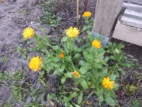 P1120783.webp