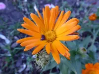 P1020195.webp