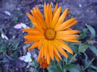 P1020196.webp