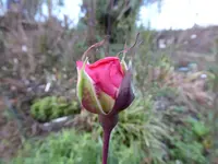 P1020212.webp