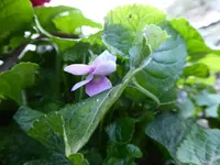 P1020218.webp