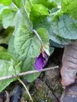P1020219.webp