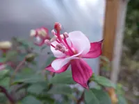 P1020229.webp