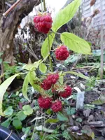 P1020230.webp