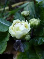 P1020232.webp