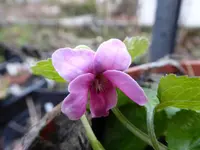 P1020241.webp