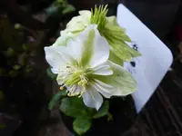 P1020246.webp