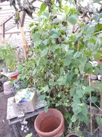 P1020225.webp